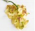 Орхидея Vanda Yellow Henna